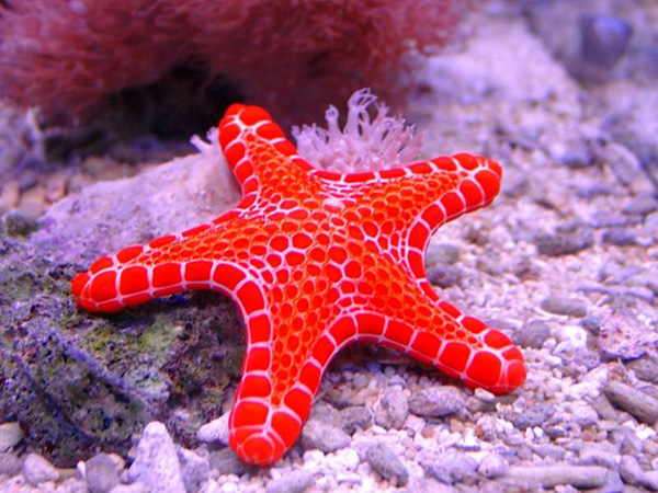 深红海星