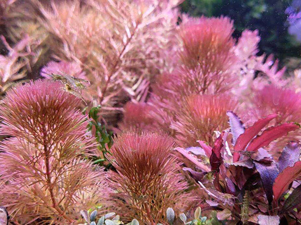 红菊花草